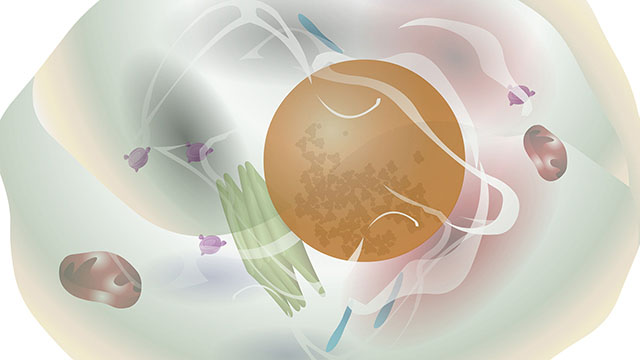 Illustration in pastel colors of a cell, including organelles such as nucleus, mitochondra, golgi apparatus and more.