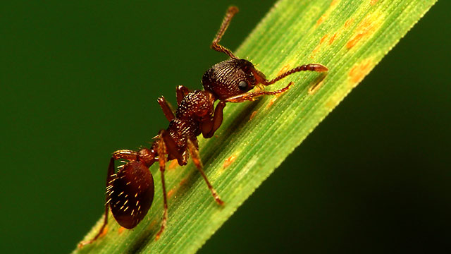 Closeup photo of a reddish brown ant on a green leaf or blade of grass