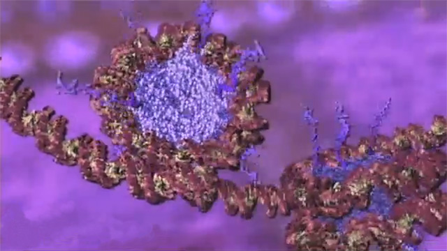 Molecular animated rendering of a red DNA molecule looping to form chromosomes